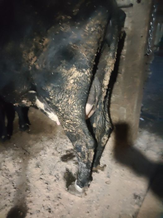 Vind  vaci  de lapte