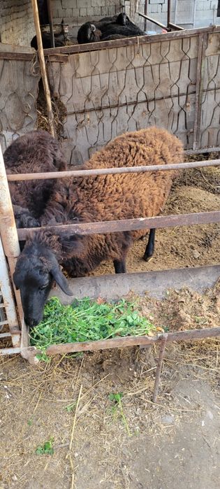 Bòģoz qòy sotiladi