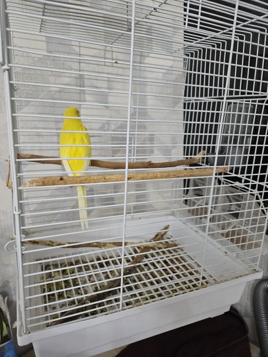 Волнистый попугайчик с клеткой