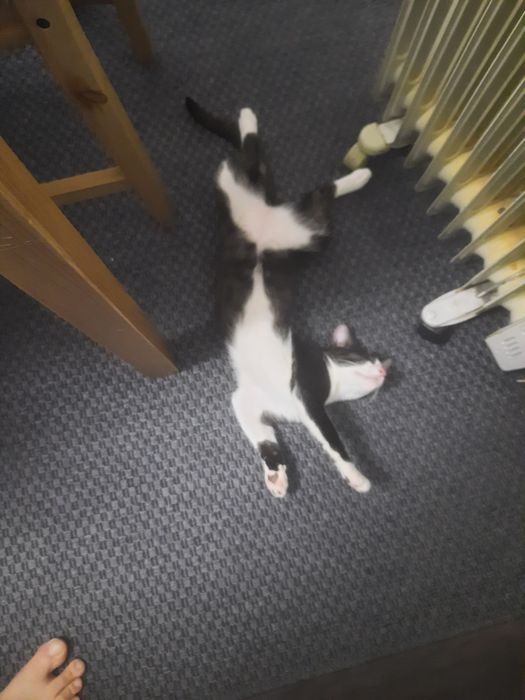 Donez pisicuțe motanei