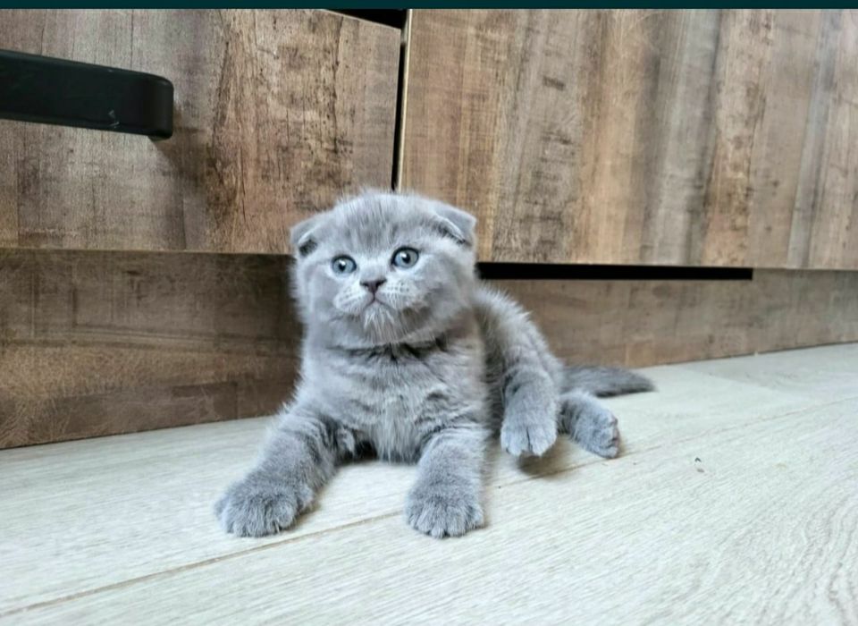 Шикарные плюшевые малыши