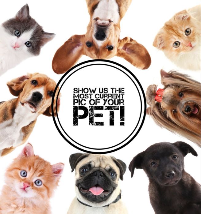 Передержка вашего питомца