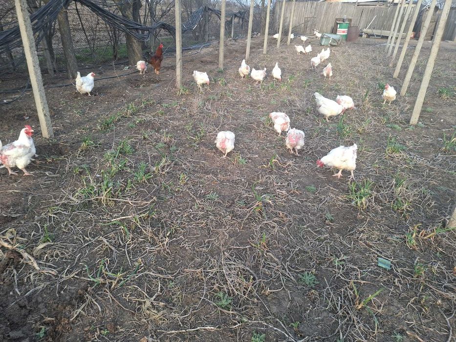 Gaini crescute ecologic vii sau taiate la cerere