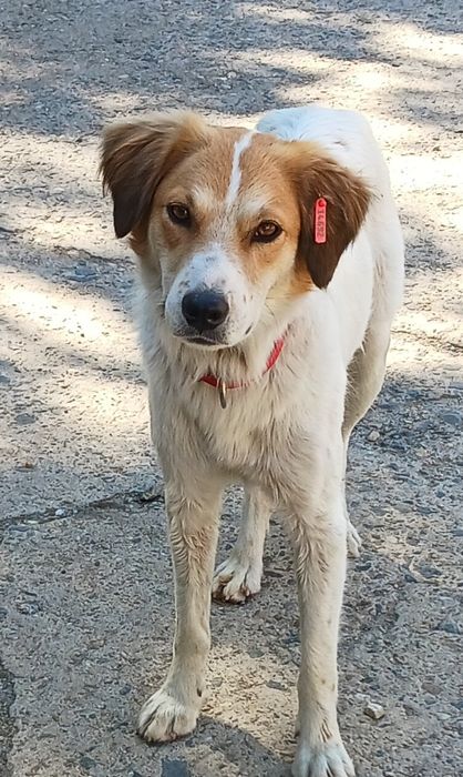 Подарява се кученце Макс