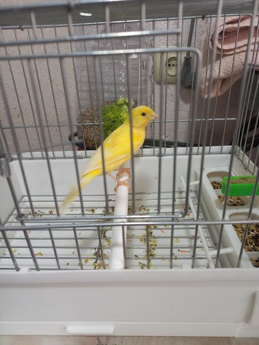 Канарйека смотилади