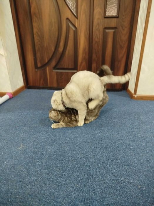 Вязка скотиш фолд Серебристая шиншилла .кот НЕ ПРОДАЁТСЯ.