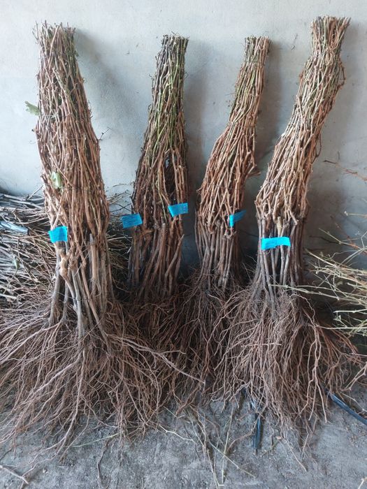 Butasi vita de vie/angro