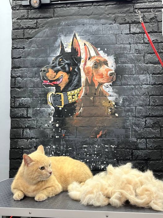 Стрижка и выческа кошек. Салон «ALIS GROOM» ориентир Мега Планет