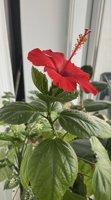 Гибискус цветы красного цвета