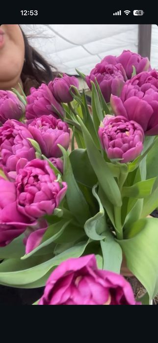 Тюльпаны предзаказ