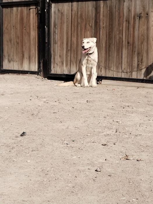 Хаски кушиги тегин