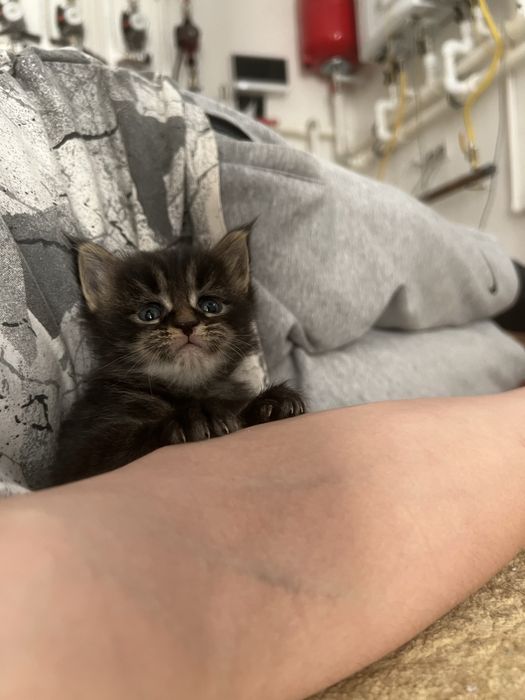 Чистокровные котята мейн кун