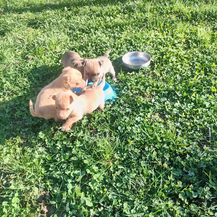 Пинчери малки кученца