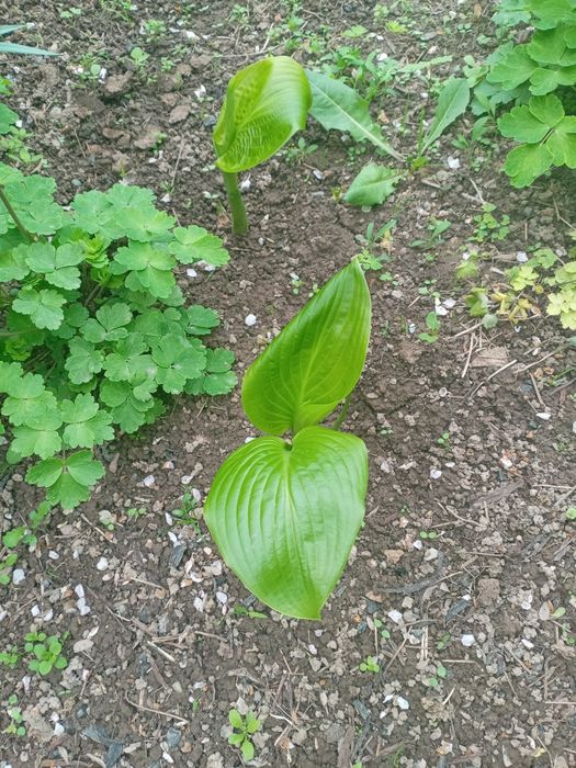 Продаётся цветы много летние