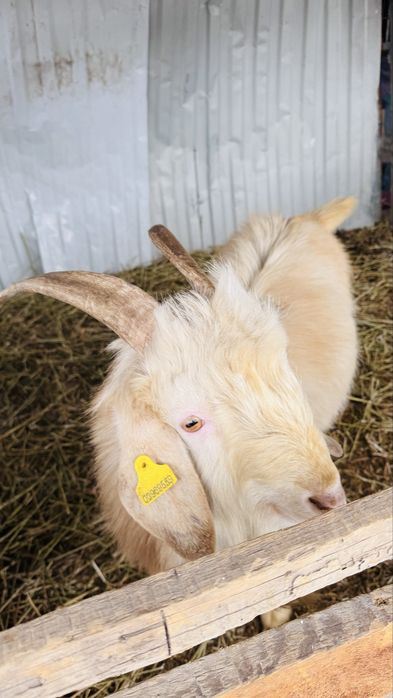 Продам козу стельную и козла