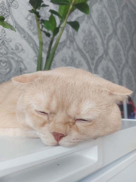 Отдам кота в добрые руки