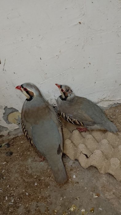 Kakliklar kulangi qora tovuqlar