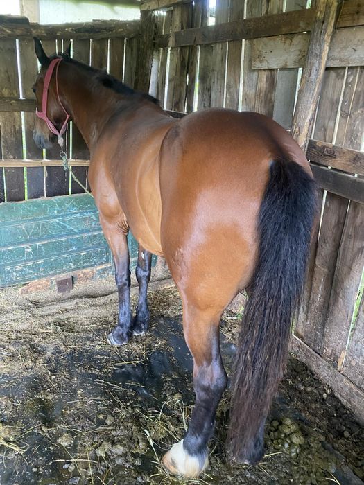 De vânzare cal castrat