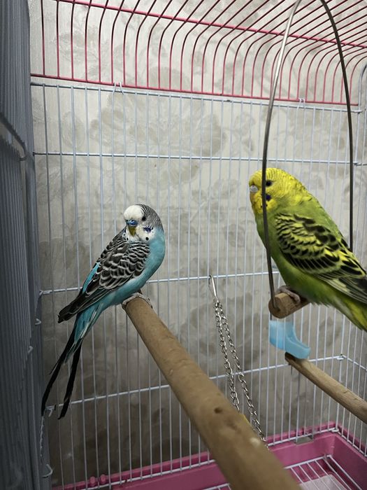 Клетка большая для попугаев