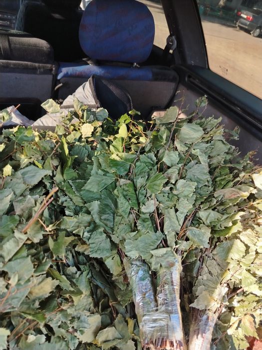 Веники урожай 2025