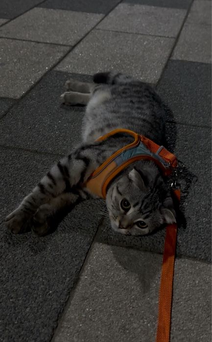 Продаётся шотландский вислоухий котик