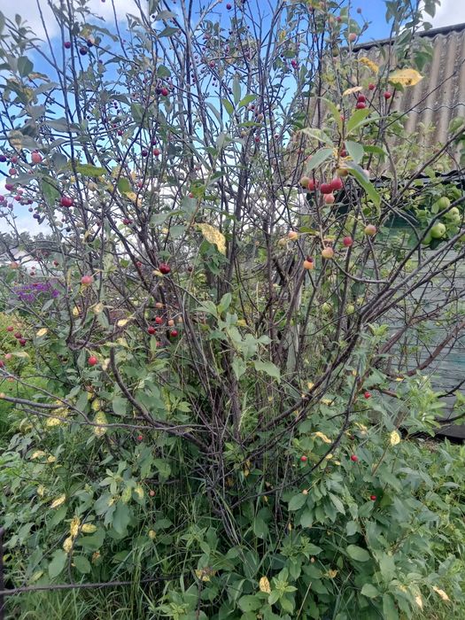 Продам дачу район Новопавловки