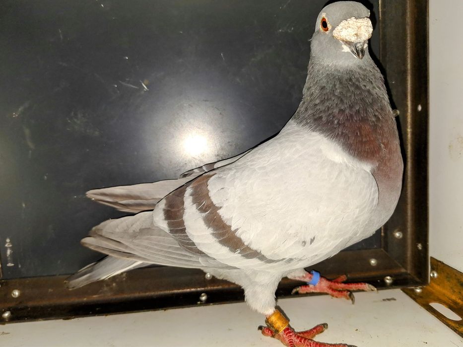 Porumbei de vânzare