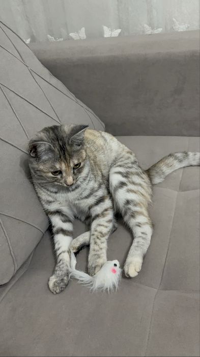 Отдам кошку бесплатно!