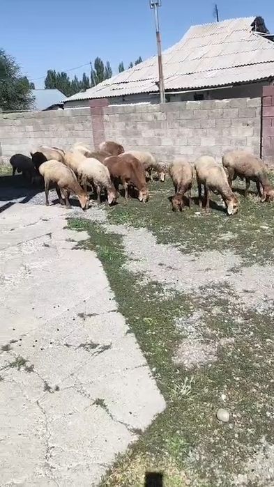Аршан 8 айлық қошқарлар