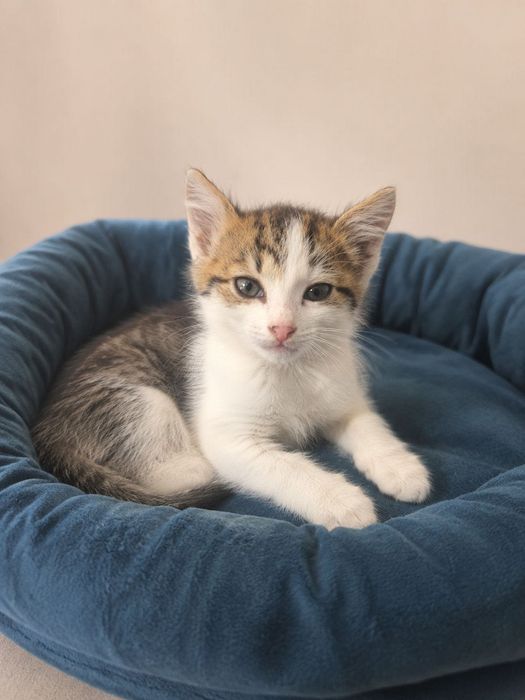Котята ждут лучшие  ручки