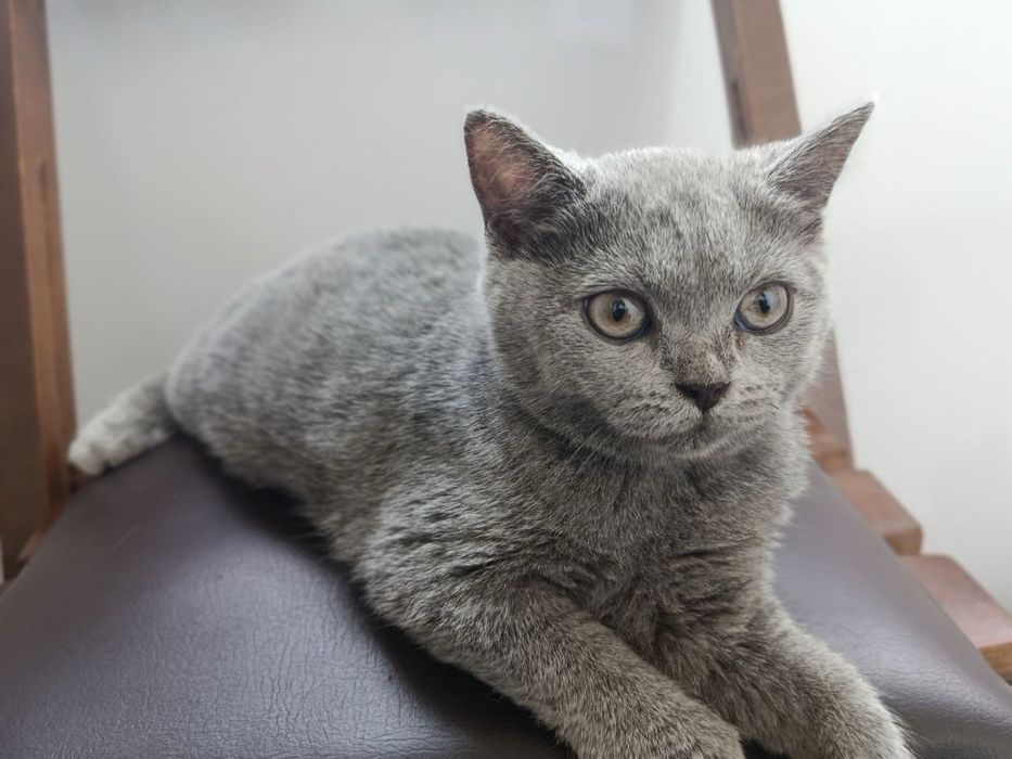 Котята бриттиш фолд scottish fold британки мушук боласи
