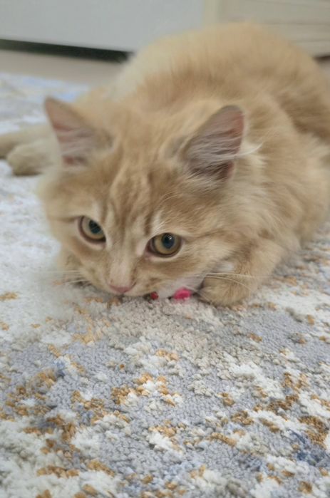 Кошка девочка 6 месяцев в добрые руки