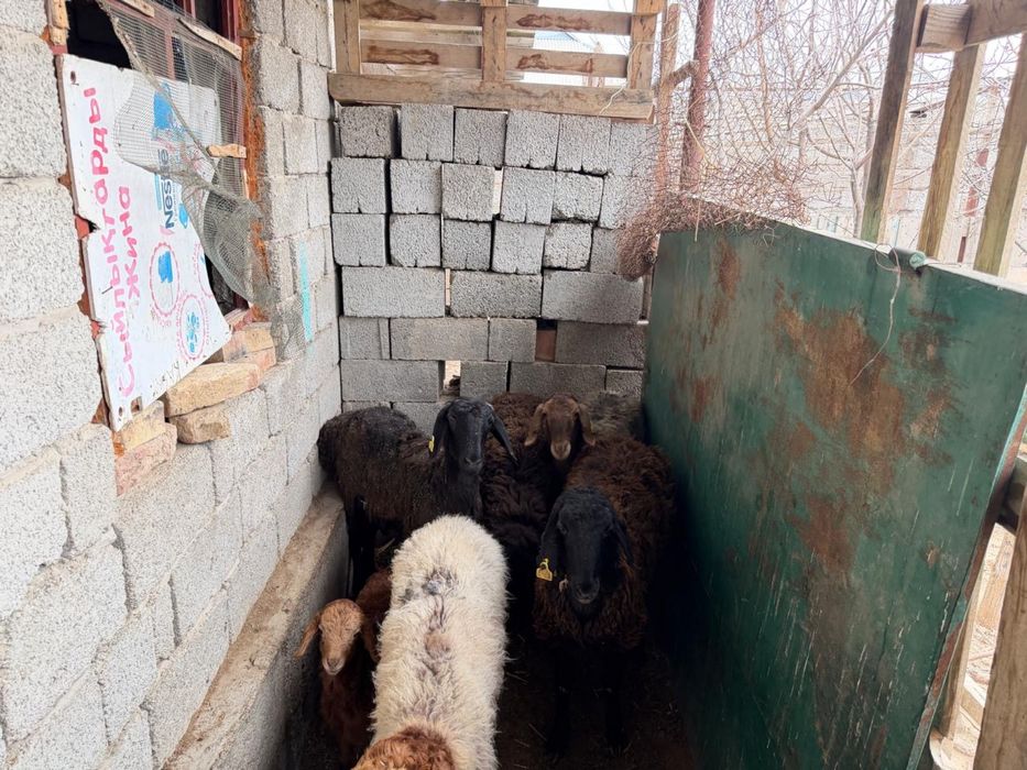 Қоилар сатыладыы