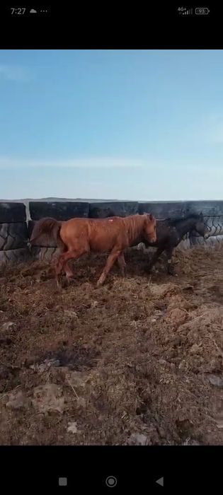 5 жасар ат сатылады жуас, мінгіі