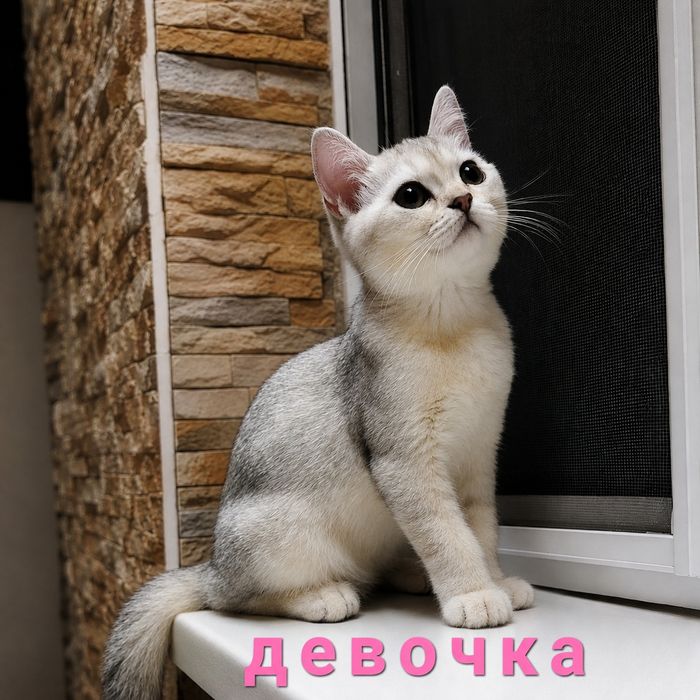 Продаются котята серебряная шиншилла