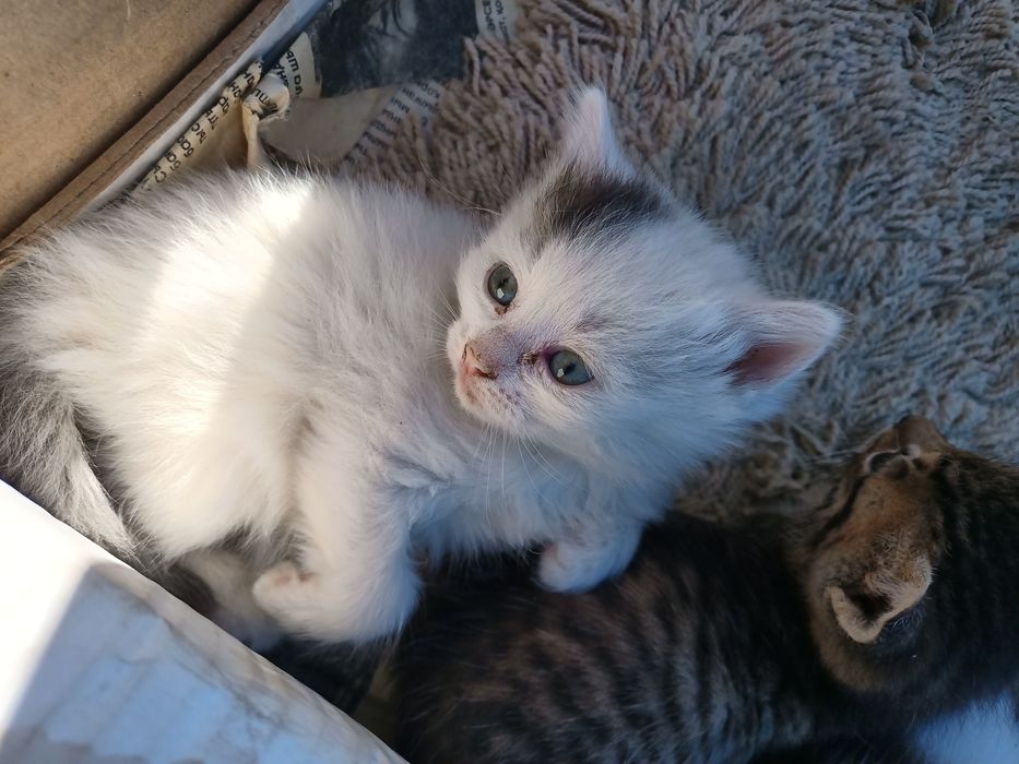 Отдам котят  бесплатно