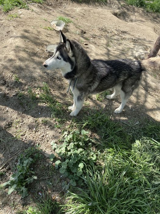 Sibirski XASKI.  Sotiladi.