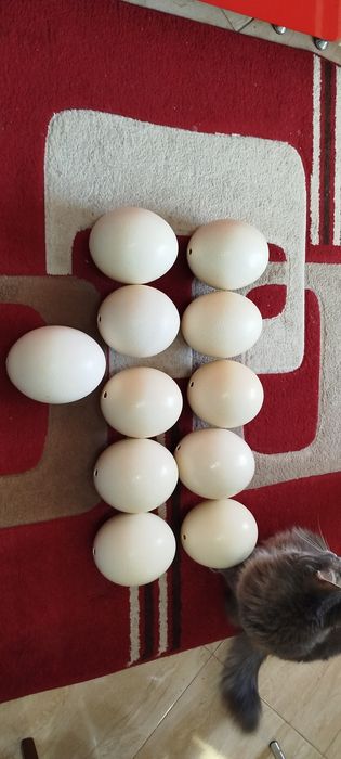 Coji de ouă de struți