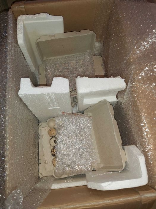 Oua de prepeliță pentru incubat rasa Polara Gigant