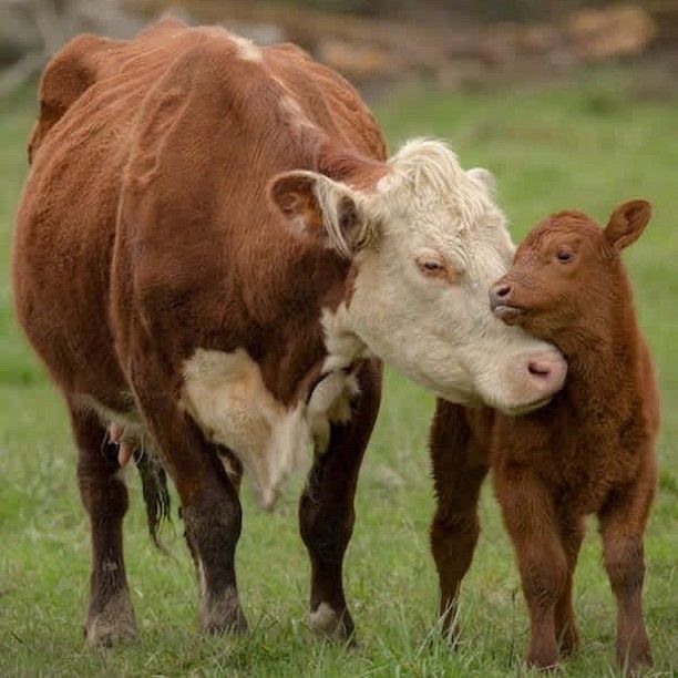 Крестьянское хозяство
