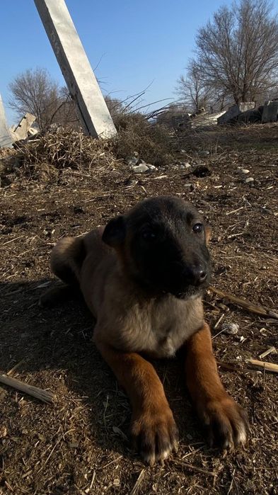 Белгиская окарачка