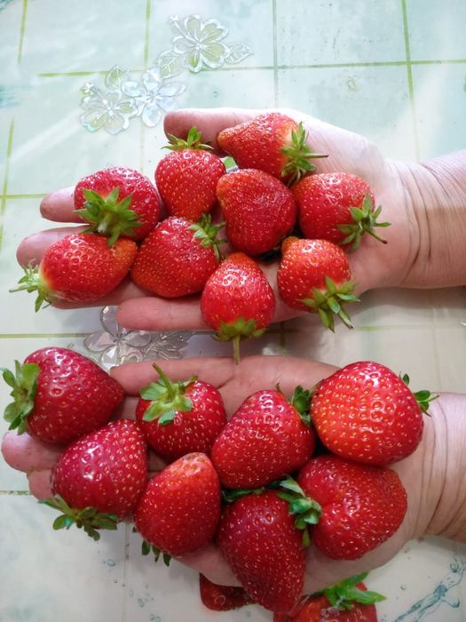 Рассада, саженцы клубники, доставка