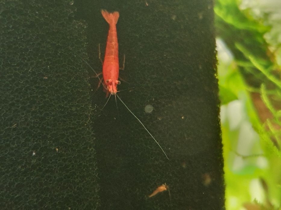 Креветки красный