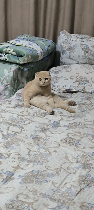 пропал котик вознаграждения гарантирую