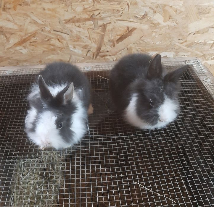 Iepurași cap de leu