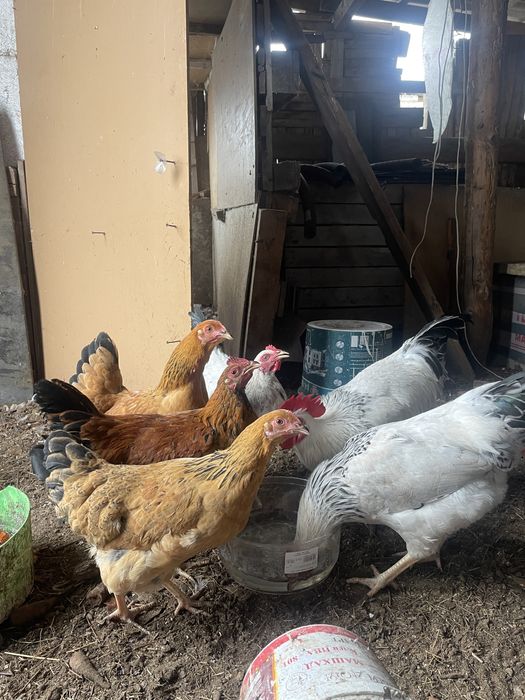 Продаётся куры.