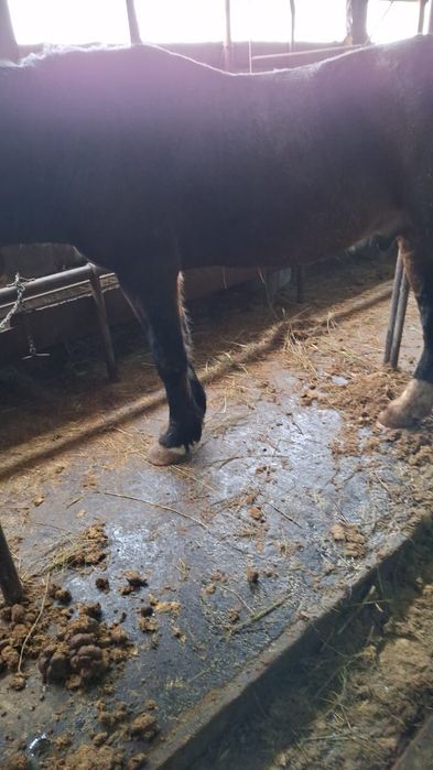 Айгыр 8 лет мощный