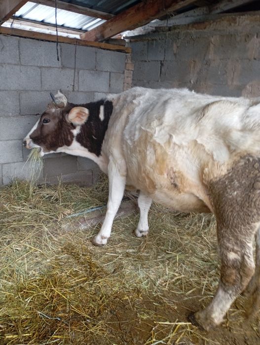 Сельхозживотные, 4