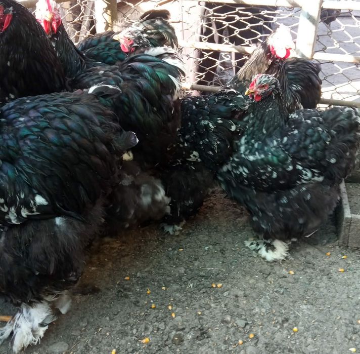 De vânzare Găini din rasa  Chochinchina uriașă