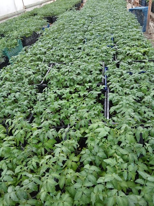 Разсад домати,краставици,пипер